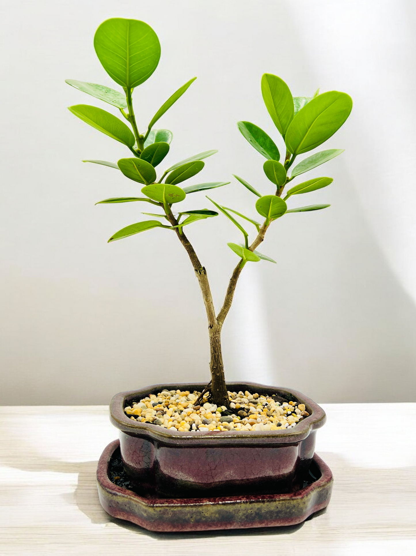 Green Island Fig Bonsai Tree 6 Inch