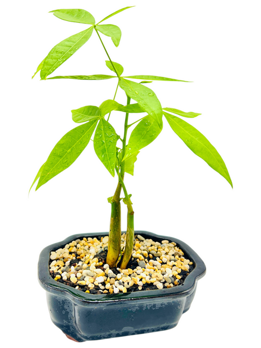 Twin Trunk Indoor Guiana Chestnut “Pachira Aquatica” Bonsai Tree 6 Inch 发财树