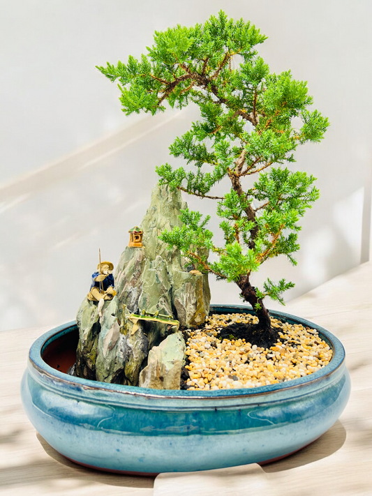 14" Juniper With Rock Feature Bonsai Tree