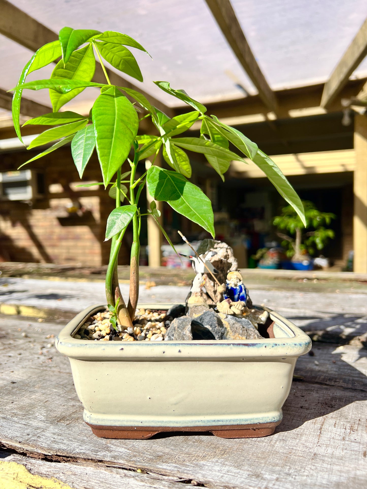 Rock Feature Triple Dragon Braided Indoor Guiana Chestnut “Pachira Aquatica” Bonsai Tree 7 Inch 发财树 - Bonsai Gifts Nursery