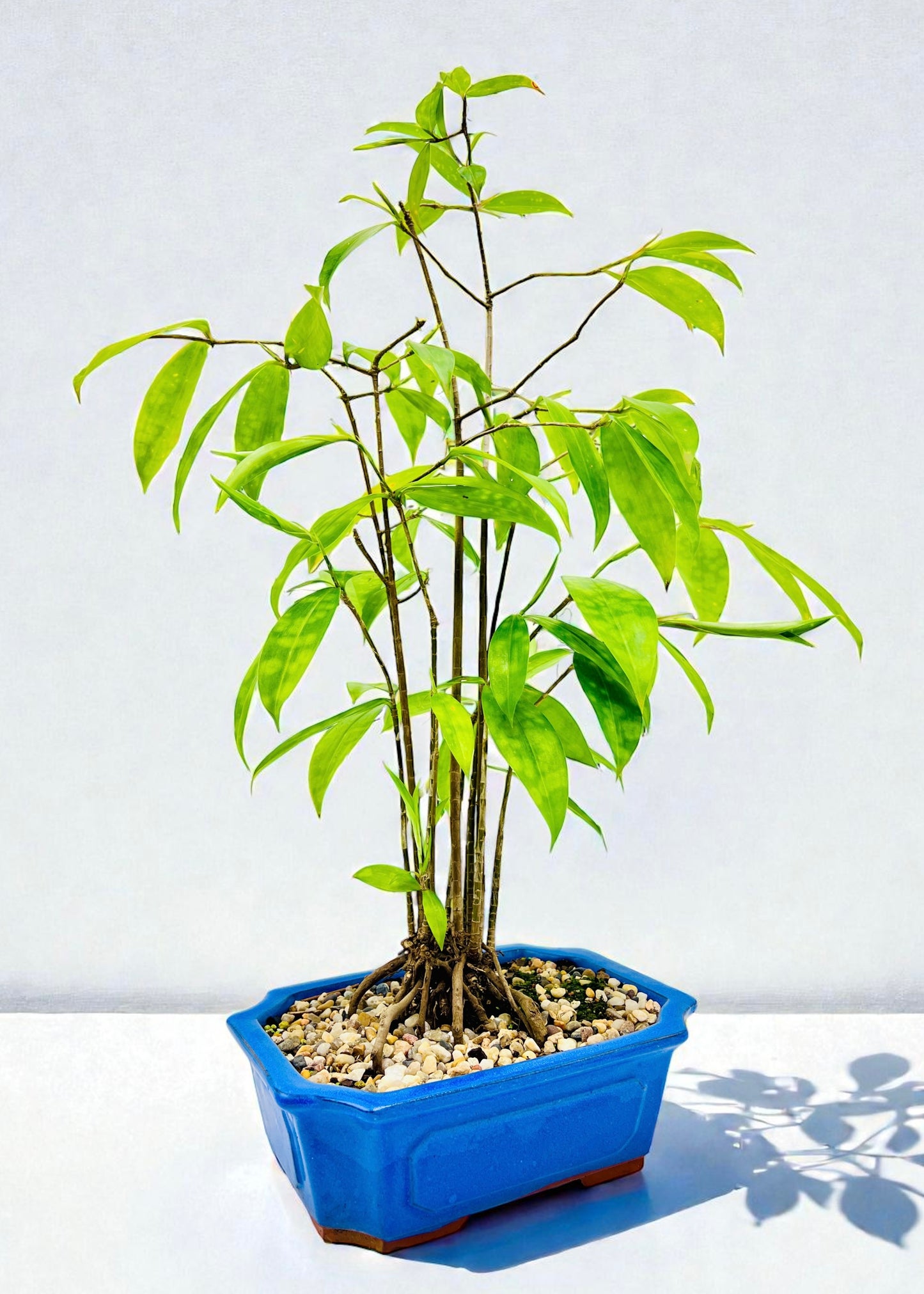 2018 Indoor Dracaena Surculosa 60cm Tall