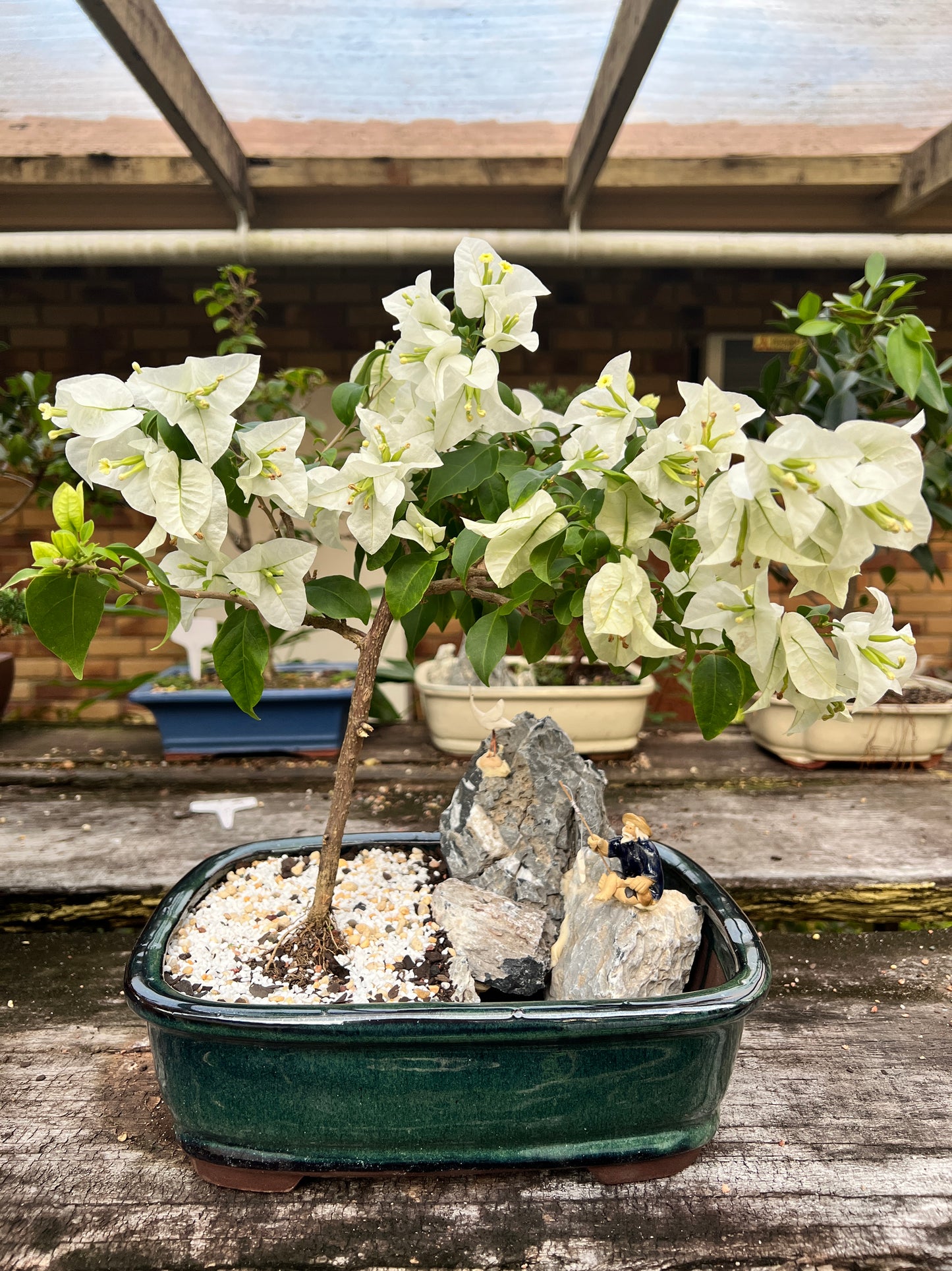 Rock Feature White Bougainvillea 12 Inch - Bonsai Gifts Nursery