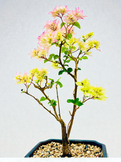 8” Hybrid White-Pink Bougainvillea 5 Years Old 45cm Tall With Saucer
