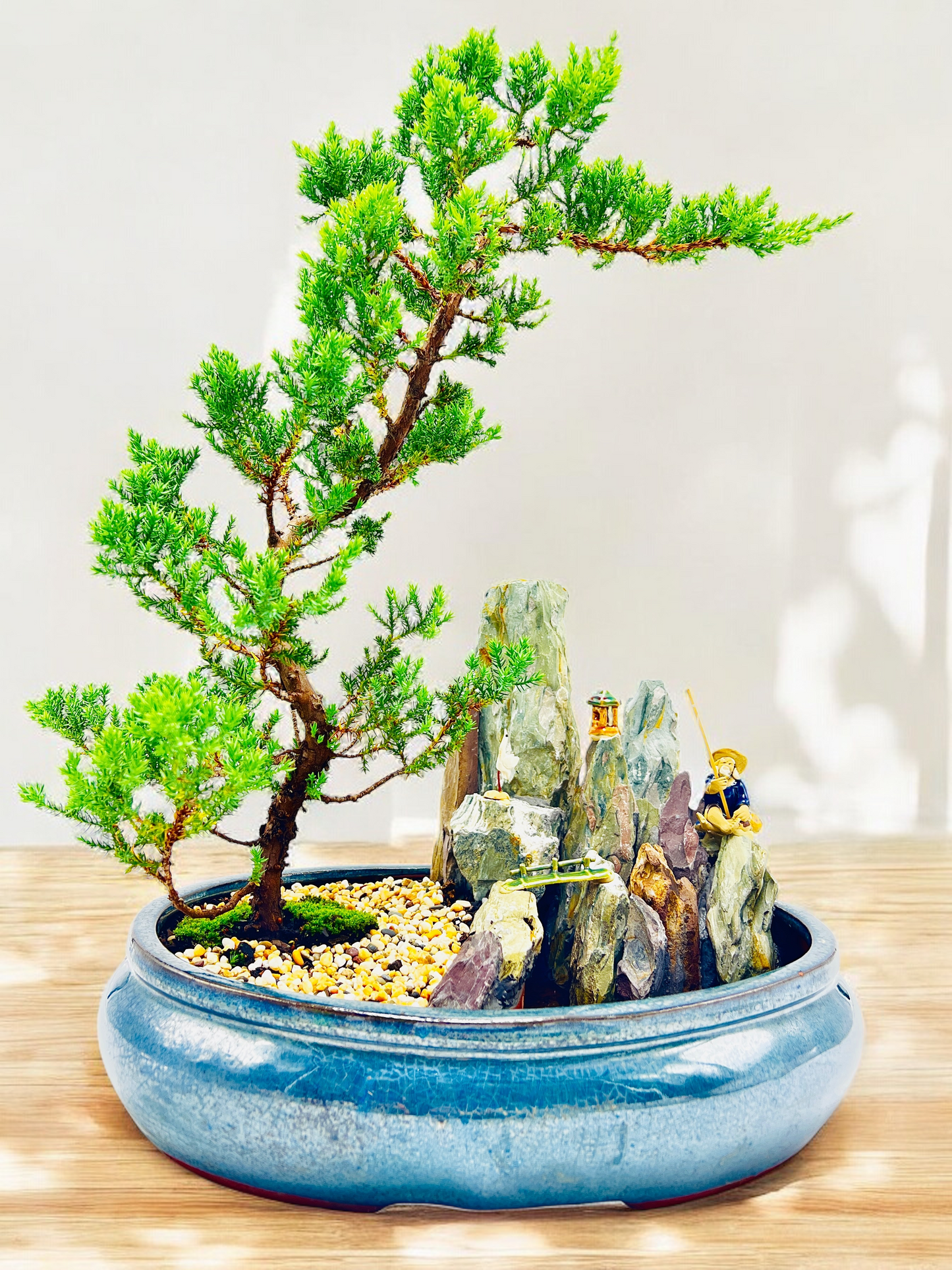 14" Juniper With Rock Feature Bonsai Tree