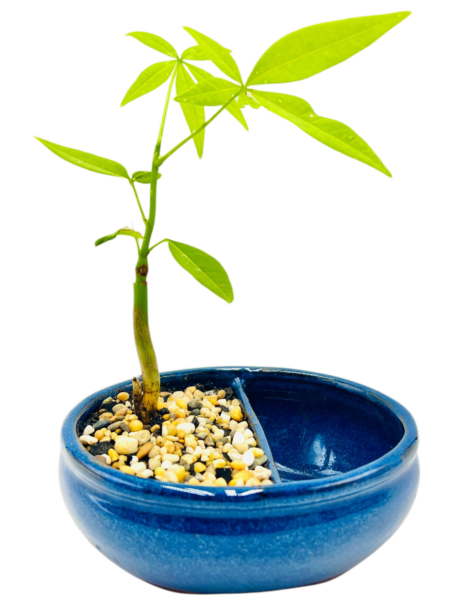 Indoor Guiana Chestnut “Pachira Aquatica” Bonsai Tree With Water Side 发财树