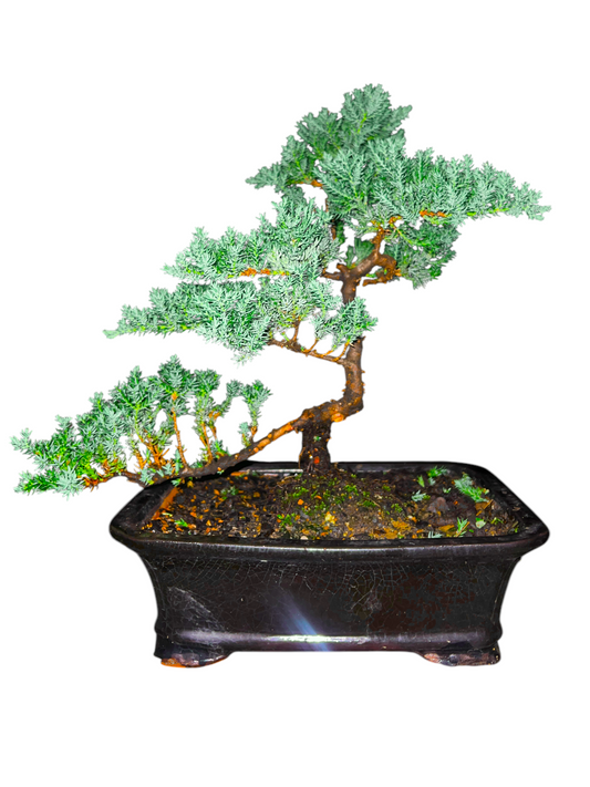 10” Large Juniper Squamata Bonsai Tree - Black Pot