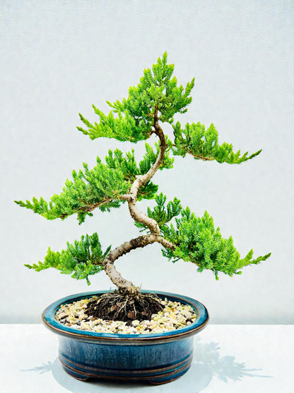 Advanced Twisted Trunk Juniper Squamata Bonsai Tree