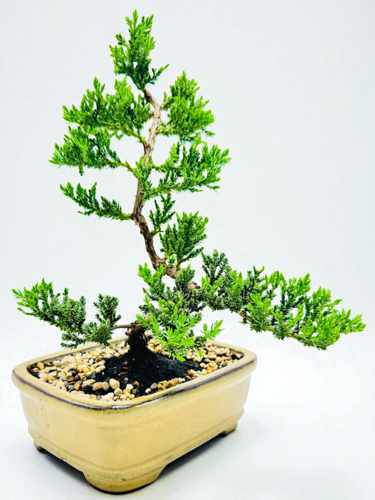 8 Inch Juniper Squamata Bonsai Tree - Yellow Rectangular Pot