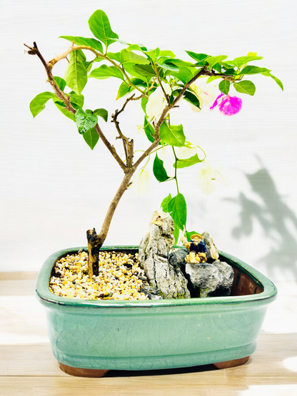 Rock Feature White/Pink Bougainvillea Bonsai Tree 12 Inch