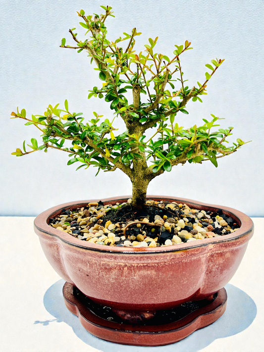 8 Inch Neea Buxifolia Bonsai Tree - Rustic Pot With Saucer