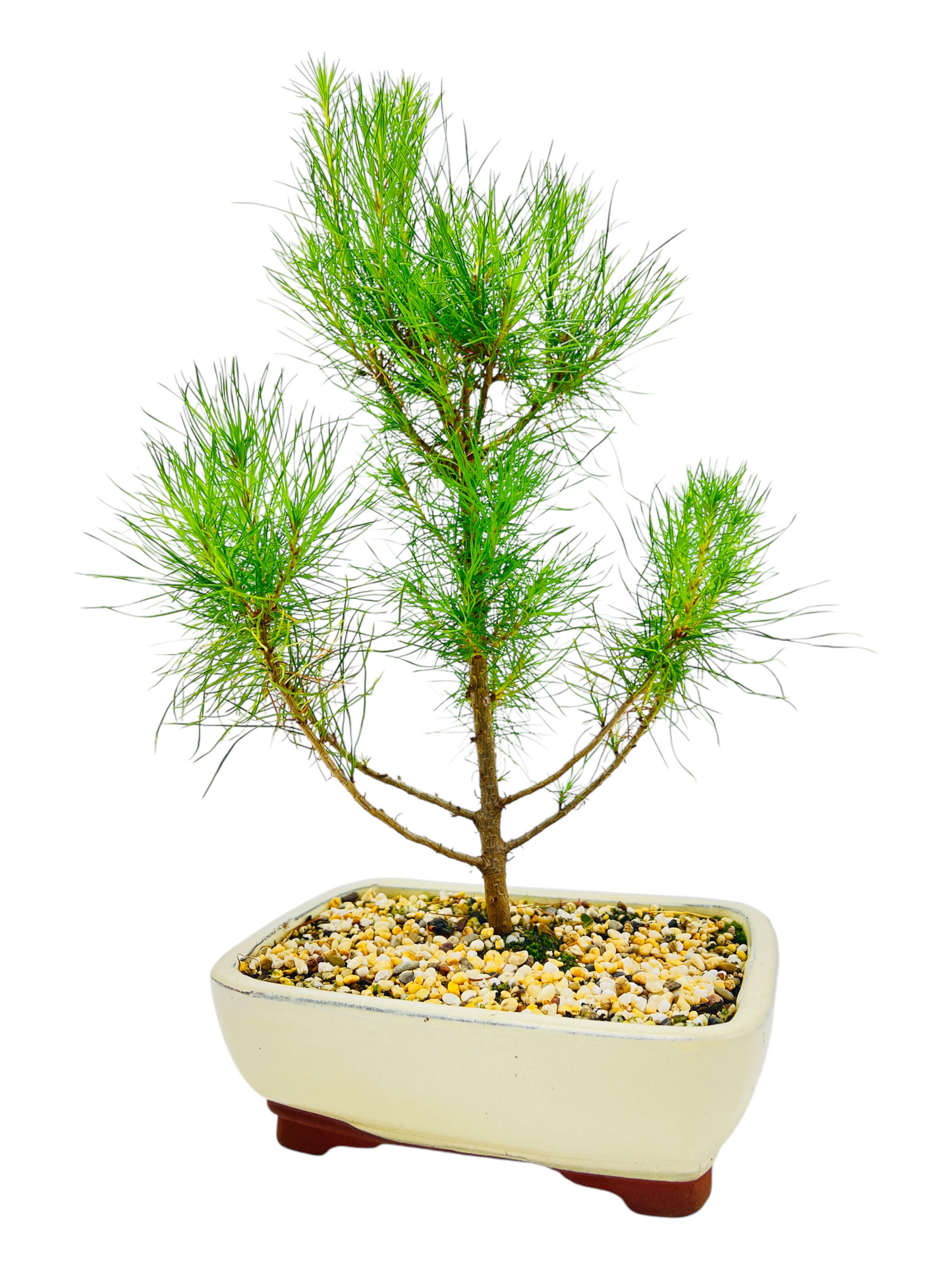 8 Inch Radiata Pine Bonsai Tree