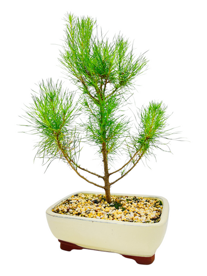 8 Inch Radiata Pine Bonsai Tree