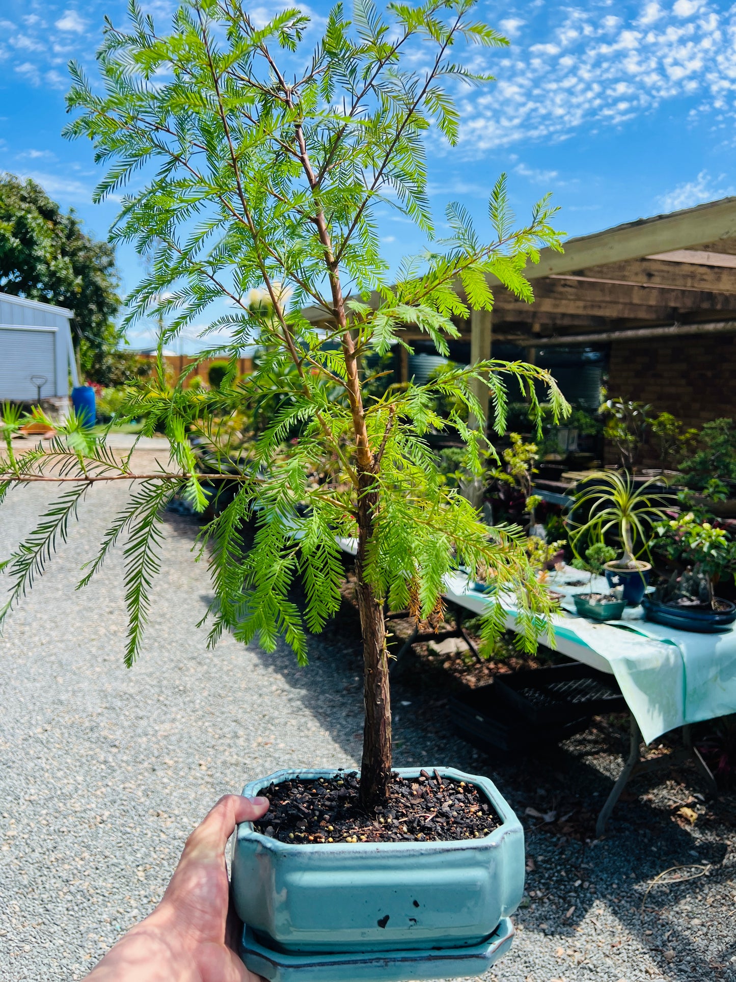 Swamp Cypress Bonsai