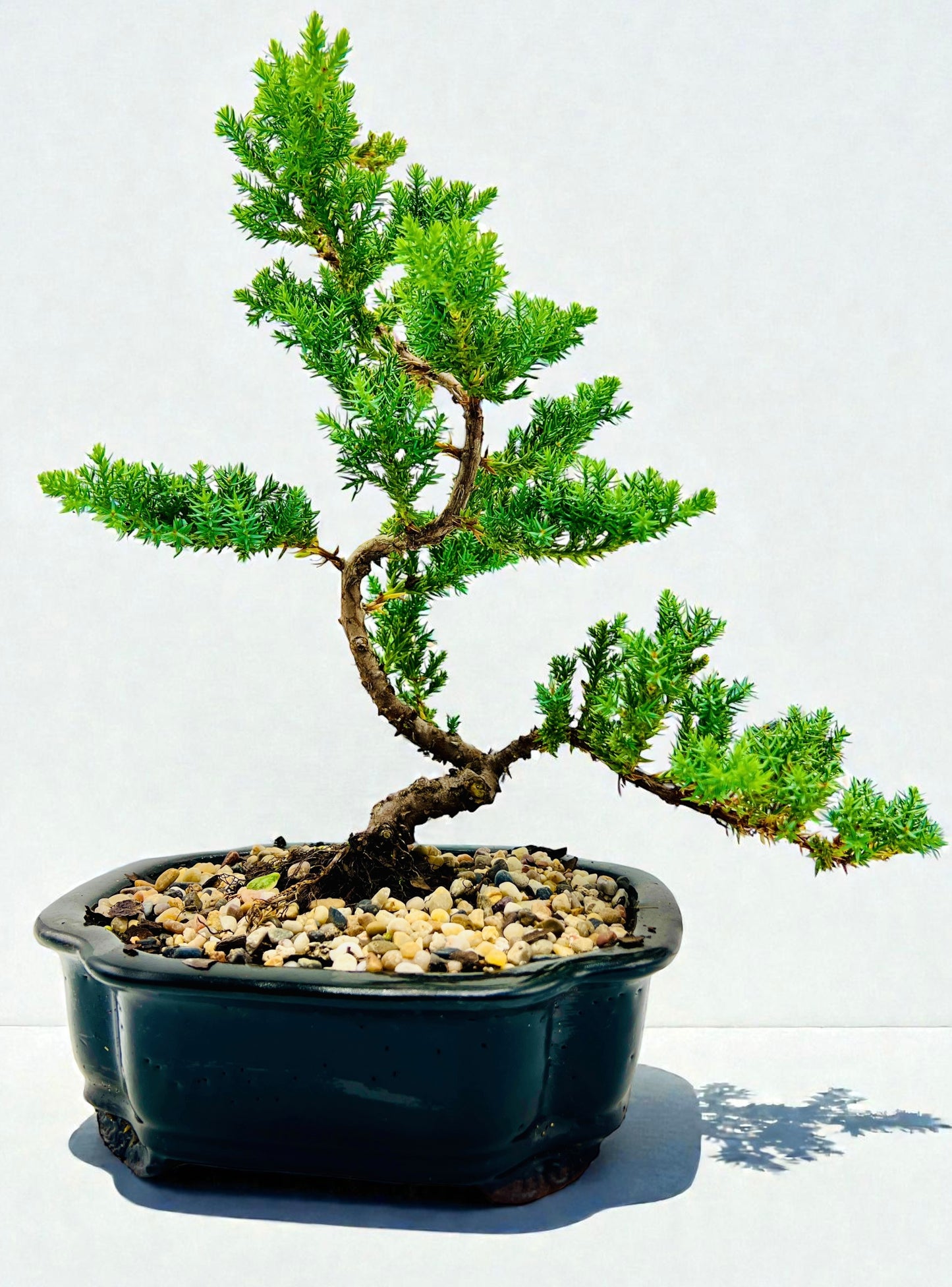 8 Inch Juniper Squamata Bonsai Tree - Black Cloud Pot