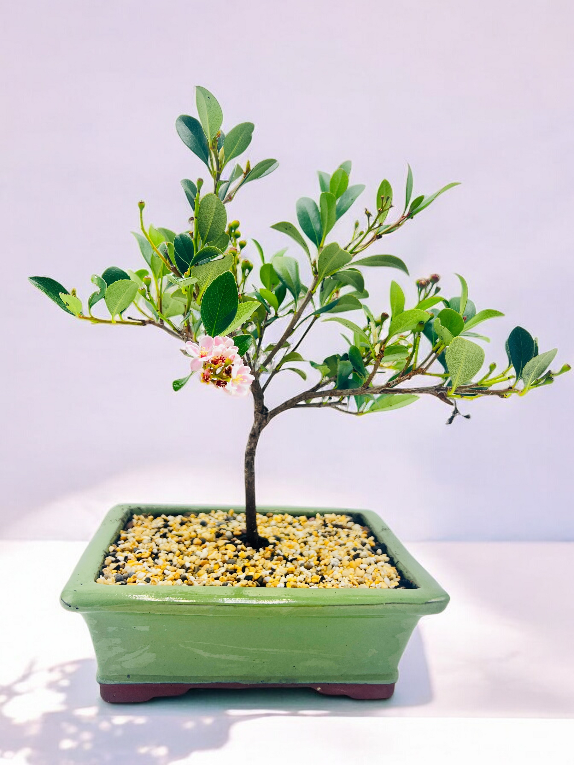 hawthorn bonsai trees for sale Hawthorn “Cherry Blossom” Bonsai Tree – Bonsai Gifts Nursery