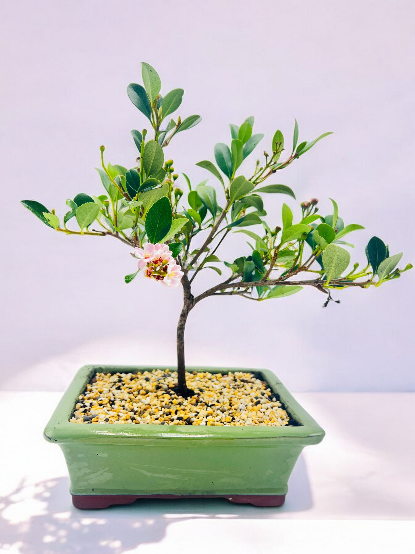 Hawthorn “Cherry Blossom” Bonsai Tree