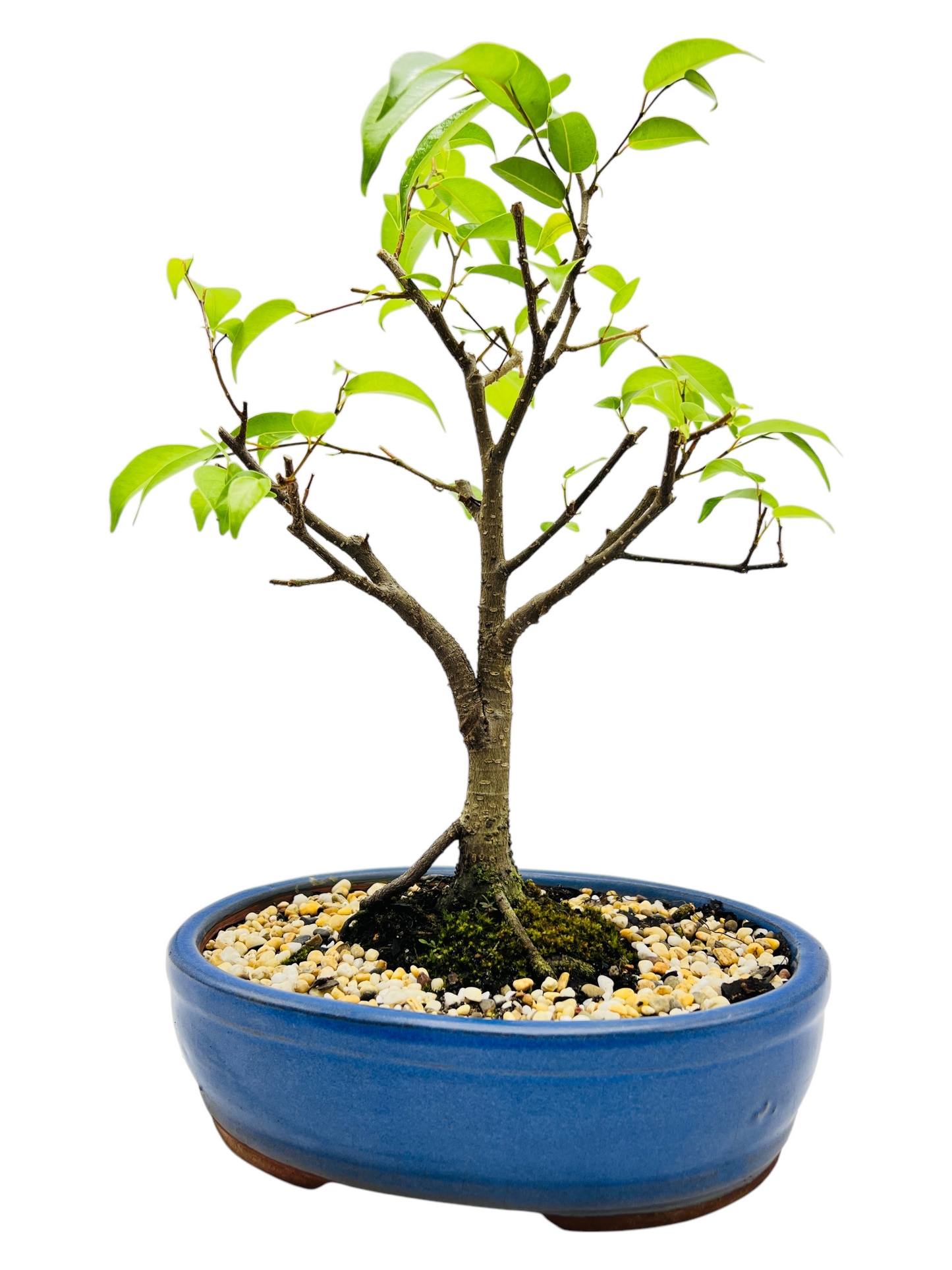 8 Inch Weeping Fig Bonsai Tree