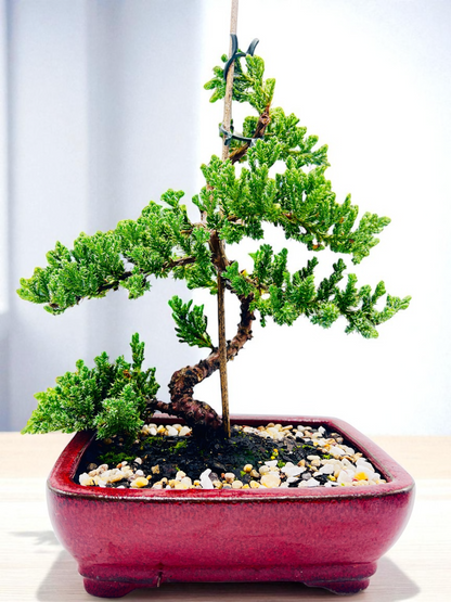 8 Inch Juniper Squamata Bonsai Tree - Red Rectangle Pot