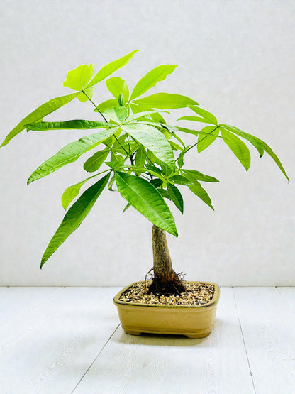 Large Trunk Indoor Guiana Chestnut “Pachira Aquatica” Bonsai Tree 8 Inch 发财树