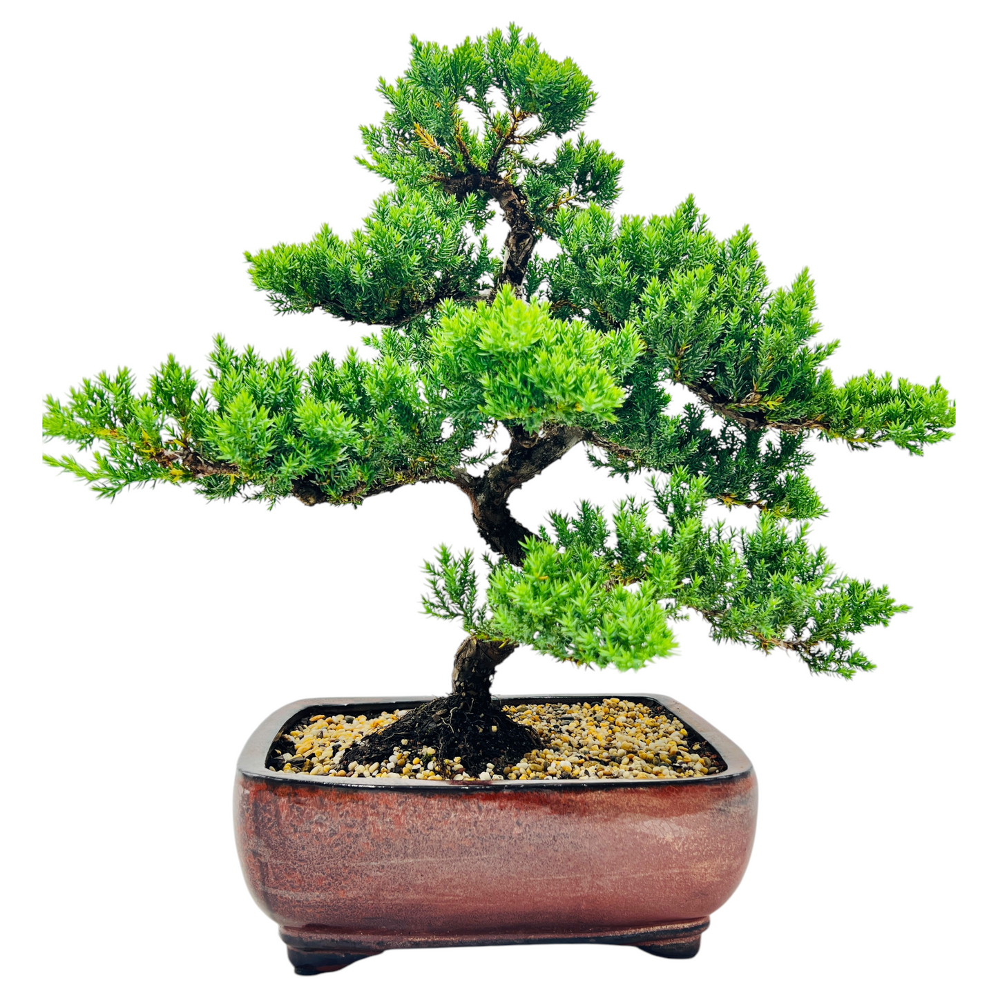 Advanced Twisted Trunk Juniper Squamata Bonsai Tree