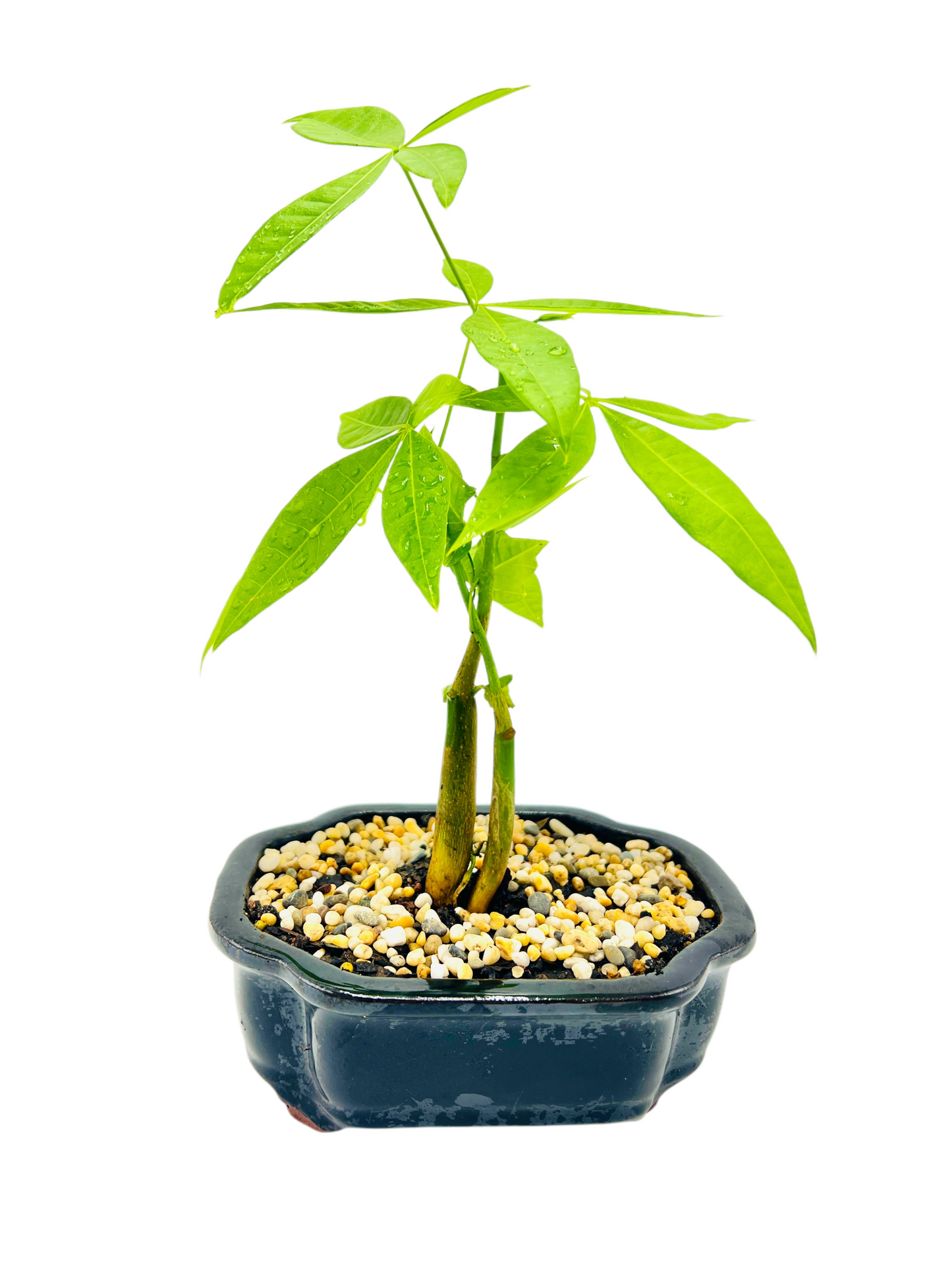 Twin Trunk Indoor Guiana Chestnut “Pachira Aquatica” Bonsai Tree 6 Inch 发财树