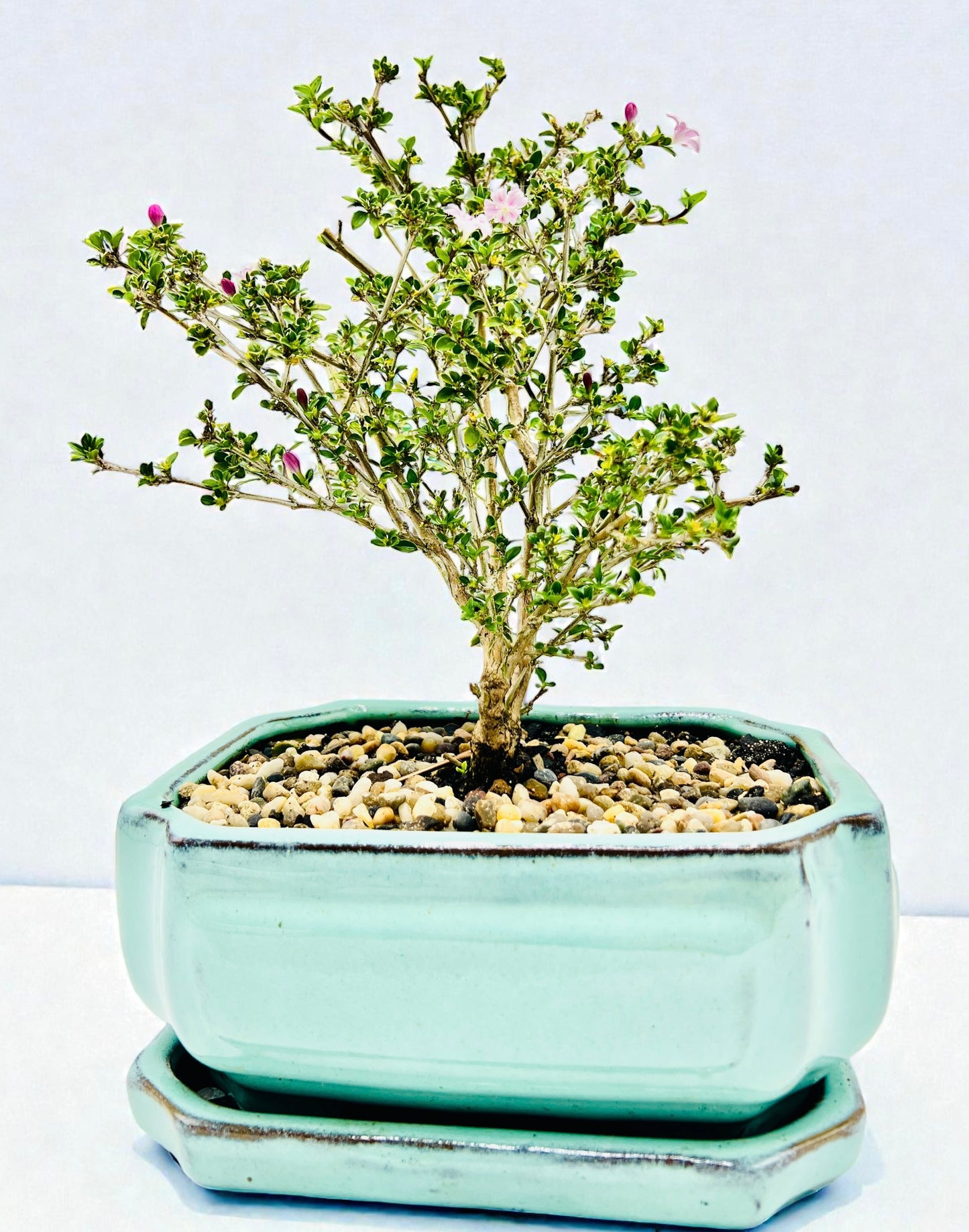 8 Inch Japanese Pink Flowering Serissa Bonsai Tree With Saucer