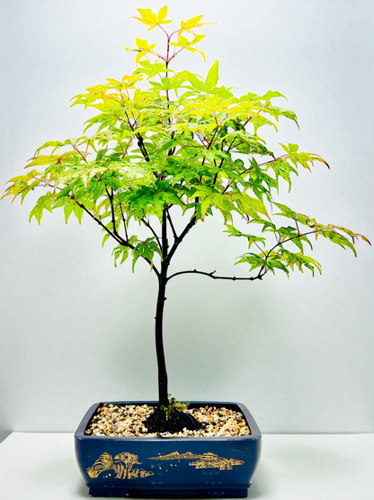 Japanese Maple Bonsai Tree 75cm Tall