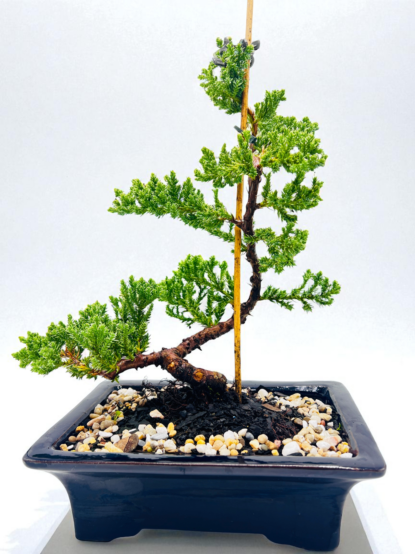 8 Inch Juniper Squamata Bonsai Tree - Black Rectangle Pot
