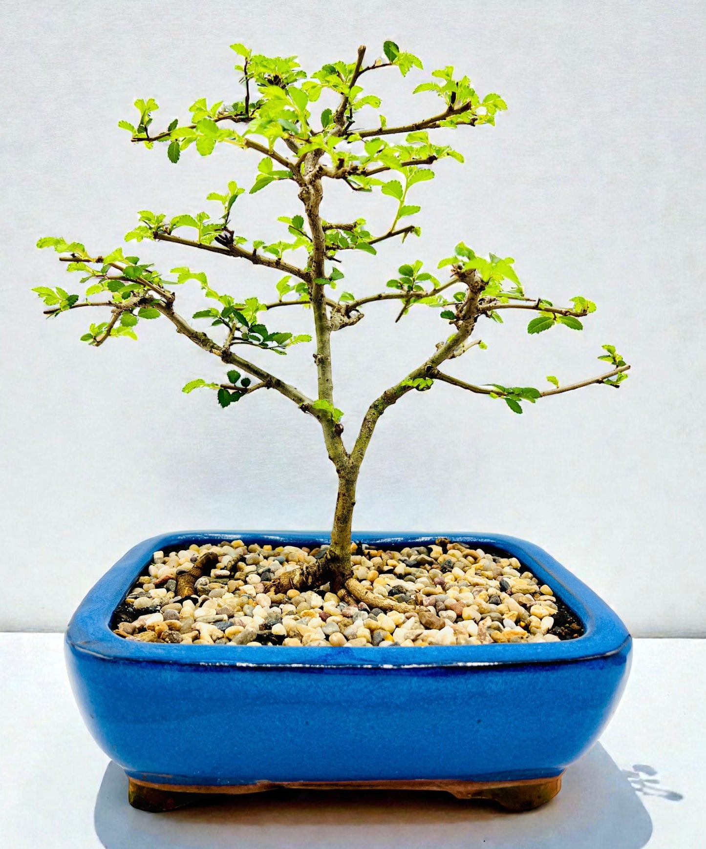 Chinese Elm Bonsai Tree 8 Inch