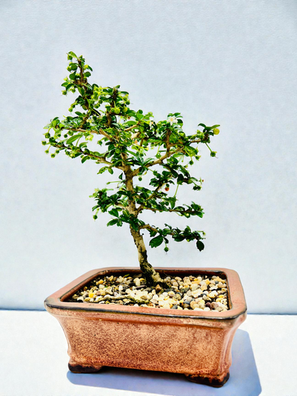 8” Fukien Tea Bonsai Tree