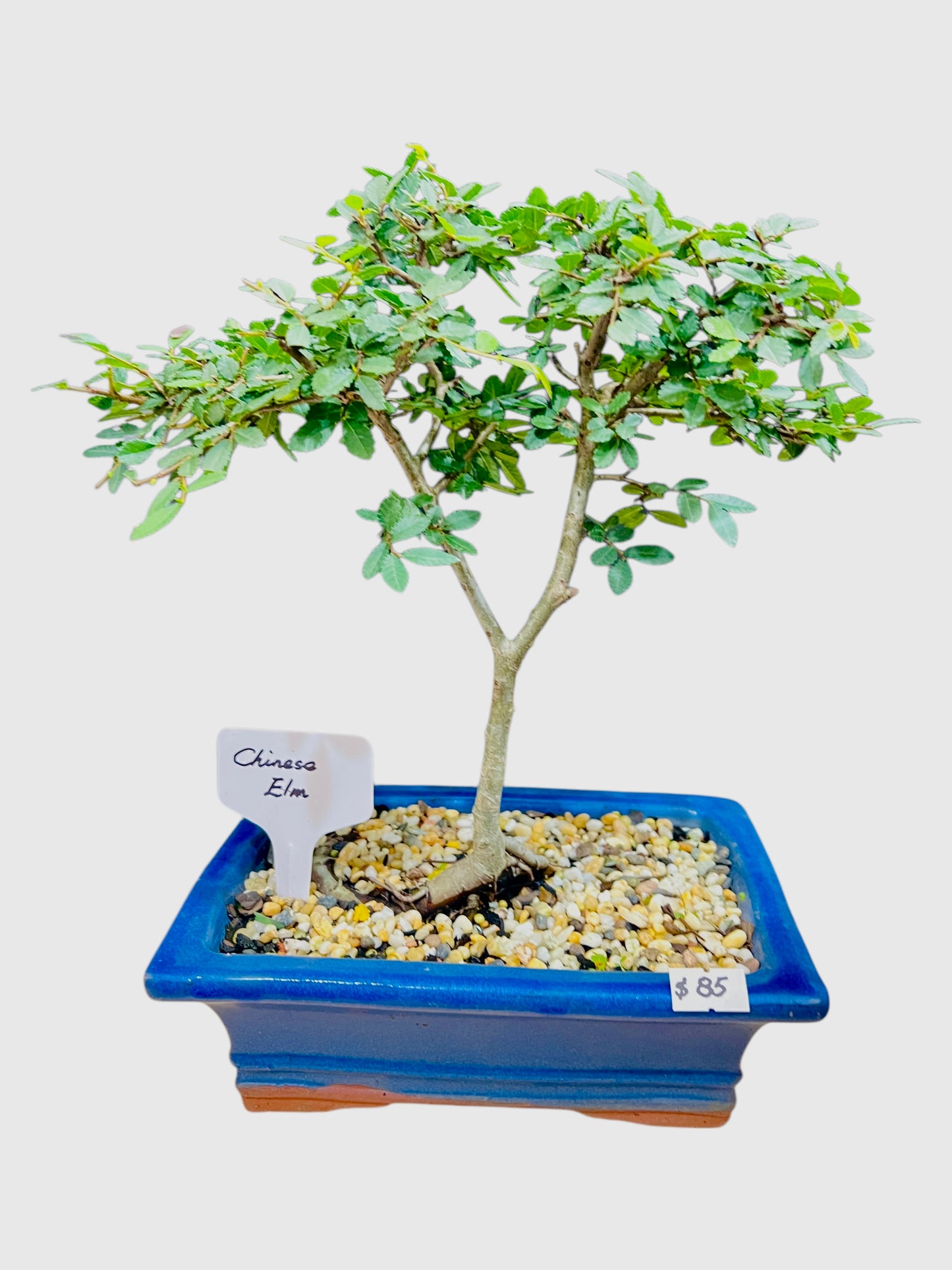 Chinese Elm Bonsai Tree 8 Inch