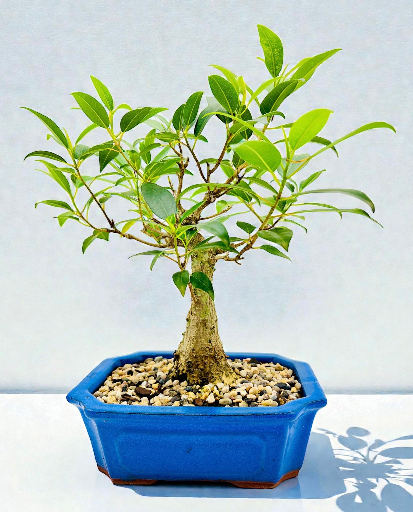 8 Inch Small Leaf Fig Bonsai Tree