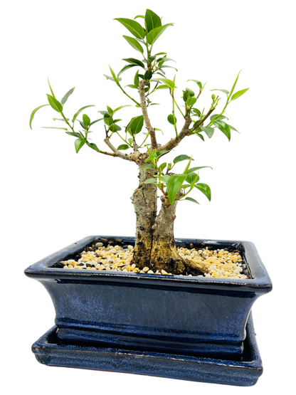 8 Inch Twin Trunk Small Leaf Fig Bonsai Tree With Saucer