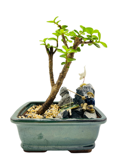 Rock Feature Jade Money Tree Bonsai 7 Inch