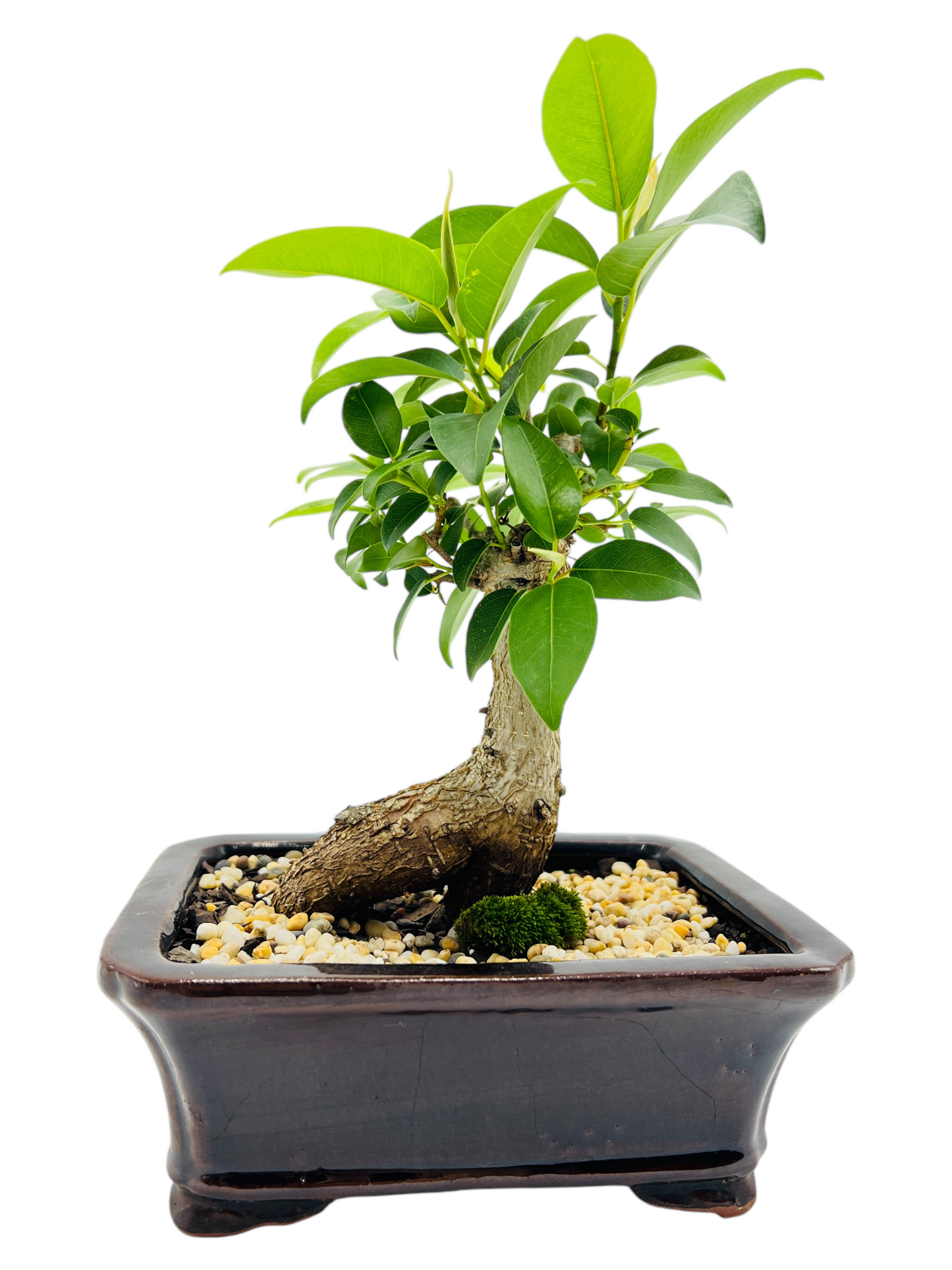 8 Inch Small Leaf Fig Bonsai Tree