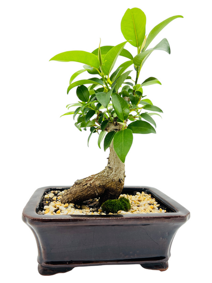 8 Inch Small Leaf Fig Bonsai Tree