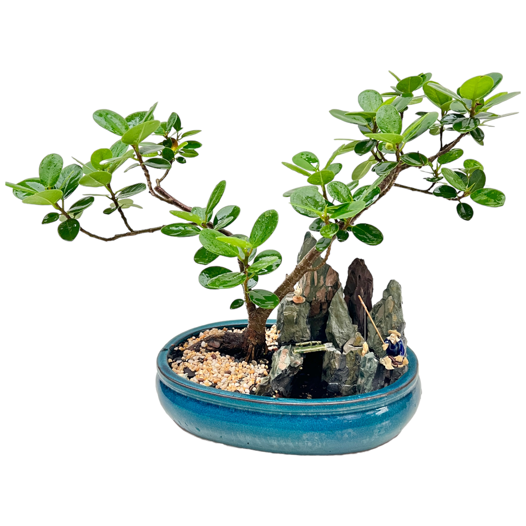 Green Island Fig Native Aussie Bonsai Tree 12 Inch - Bonsai Gifts Nursery