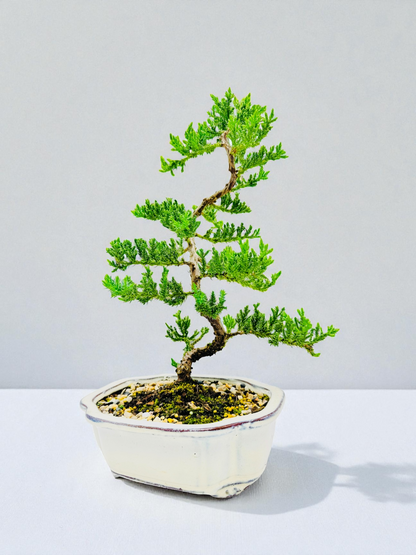 8 Inch Juniper Squamata Bonsai Tree - Cloud White Pot