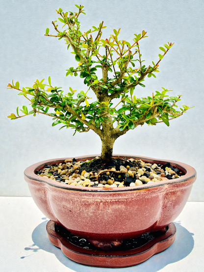 8 Inch Neea Buxifolia Bonsai Tree - Rustic Pot With Saucer