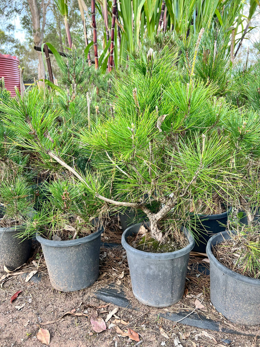 12” Japanese Black Pine DIY Bonsai Tree