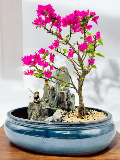 14 Inch Bougainvillea Rock Feature Bonsai Tree