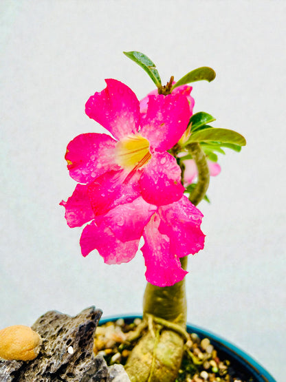 10 Inch Pink Desert Rose Bonsai Tree With Rock Feature