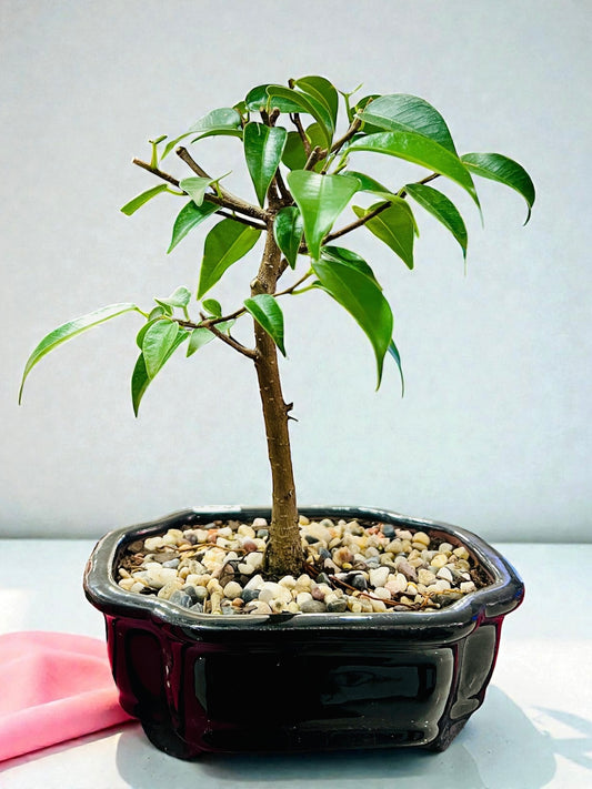 Weeping Fig Bonsai Tree 6 Inch