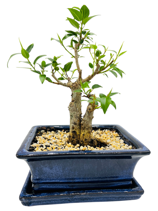 8 Inch Twin Trunk Small Leaf Fig Bonsai Tree With Saucer