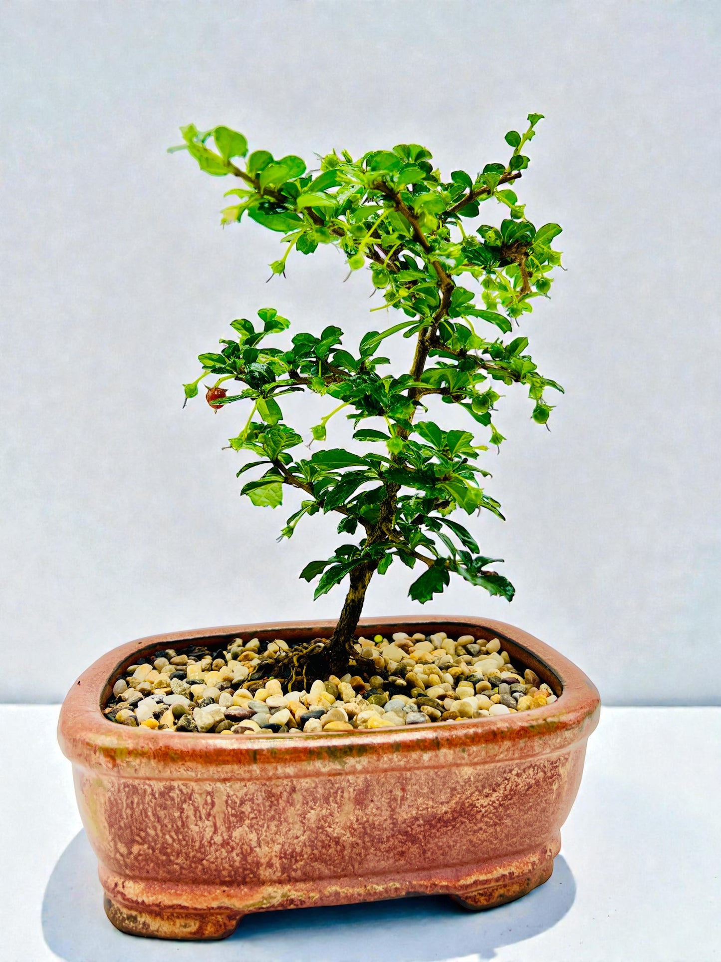 8” Fukien Tea Bonsai Tree