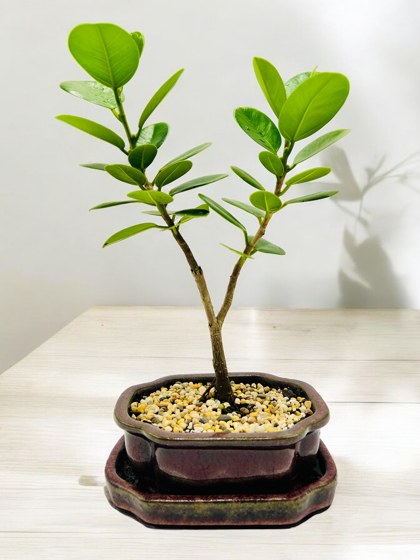 Green Island Fig Bonsai Tree 6 Inch