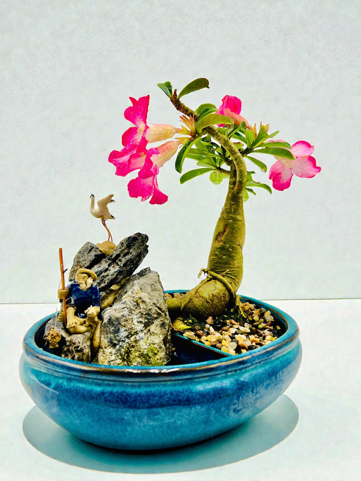 10 Inch Pink Desert Rose Bonsai Tree With Rock Feature