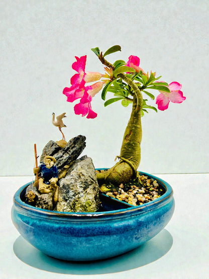 10 Inch Pink Desert Rose Bonsai Tree With Rock Feature