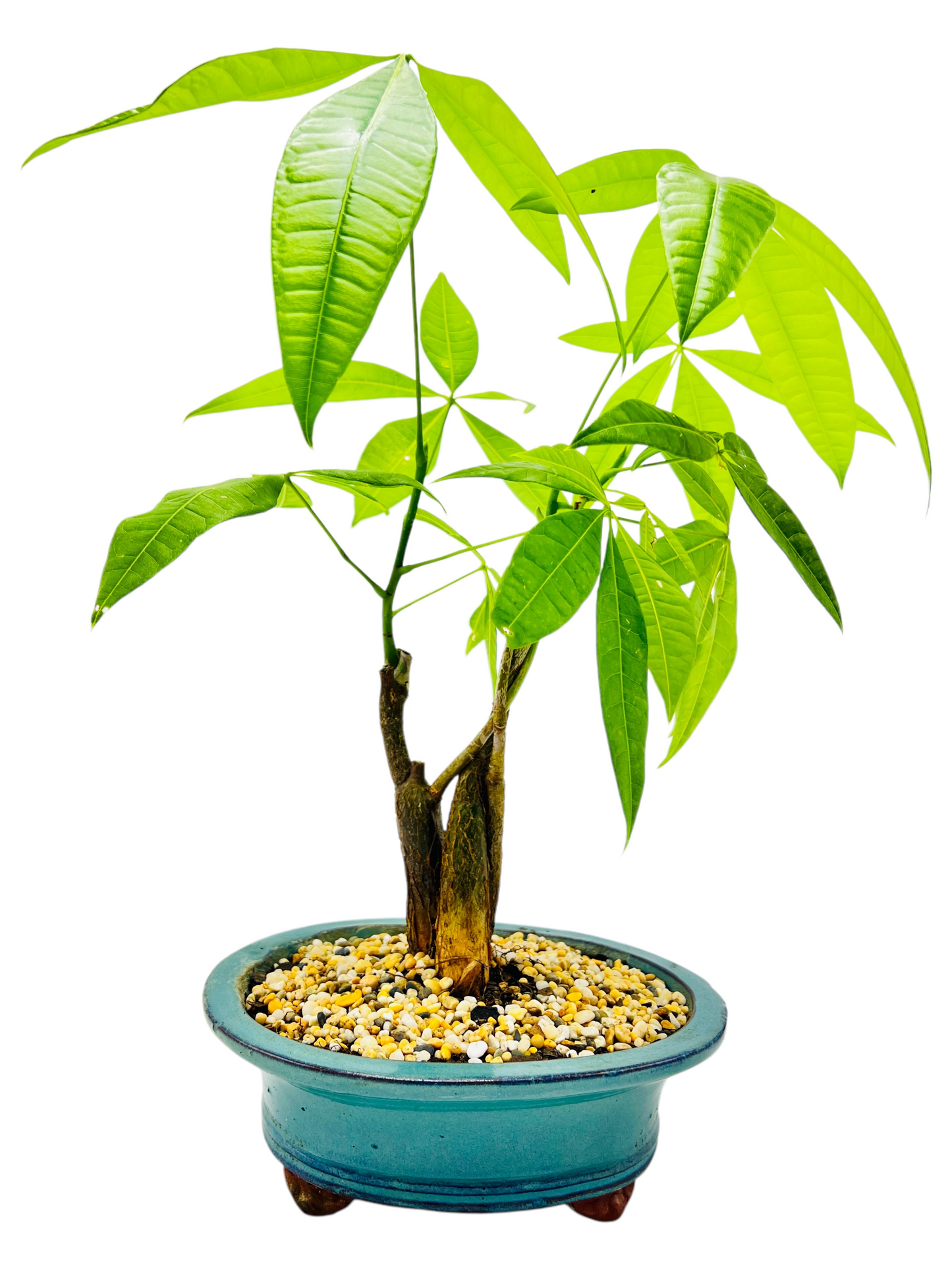 Triple Trunk Indoor Guiana Chestnut “Pachira Aquatica” Bonsai Tree 8 Inch 发财树