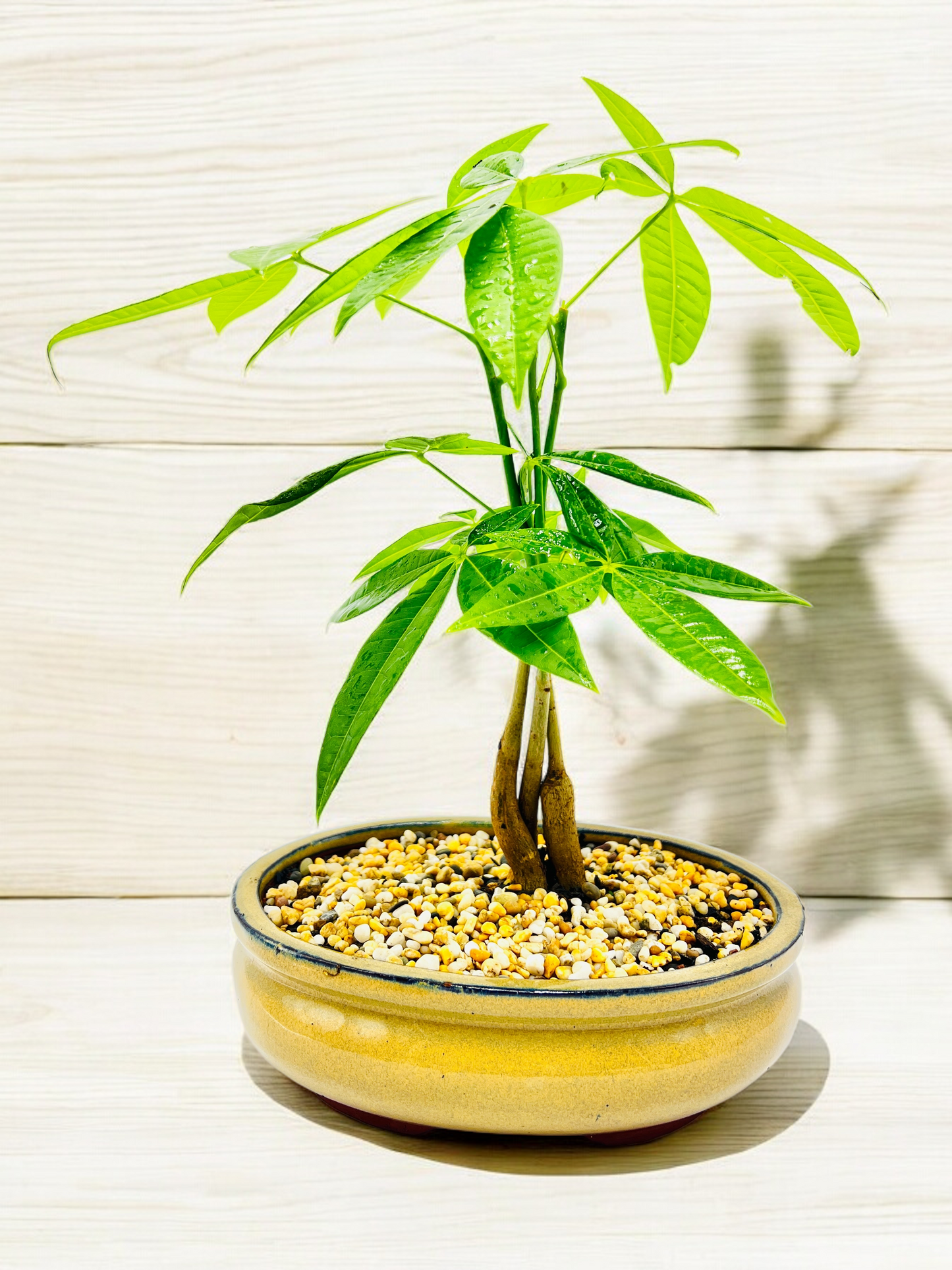 5 Leaves Triple Trunk Indoor Guiana Chestnut “Pachira Aquatica” Bonsai Tree 8 Inch 发财树